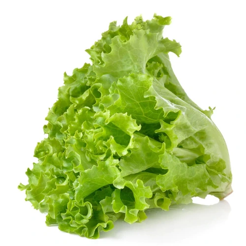 28 (3) Lettuce Seedling (سلاد کے پتوں کی پنیری) Hybrid F1