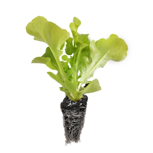 28 (4) Iceberg Lettuce Seedling (پنیری) Hybrid F1