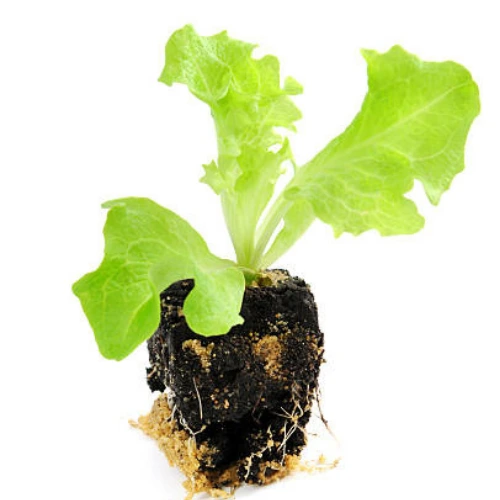Lettuce Seedling (سلاد کے پتوں کی پنیری) Hybrid F1