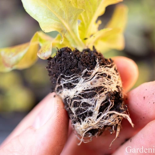 30 (2) Lettuce Seedling (سلاد کے پتوں کی پنیری) Hybrid F1