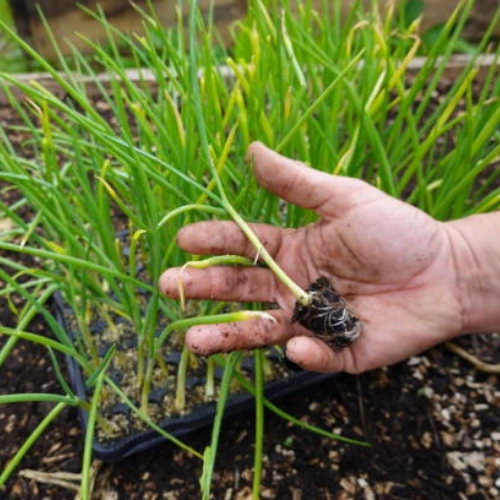 Red Onion Seedling (پیاز پنیری) Red Onion Seedling (پیاز پنیری)