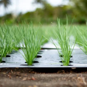 35 (1) Red Onion Seedling (پیاز پنیری)