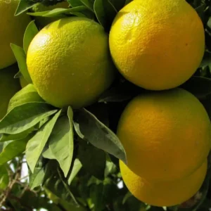 Musambi Plant, Sweet Lime, Citrus limetta, Grafted Sweet Lime Plant, Buy Fruit Plants Pakistan, Home Gardening, Citrus Plant Pakistan