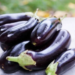Healthy Black Brinjal Long Hybrid F1 Seedling ready for transplant – SeedBeej.pk