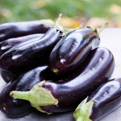 Healthy Black Brinjal Long Hybrid F1 Seedling ready for transplant – SeedBeej.pk