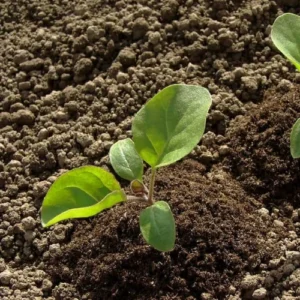 Black Brinjal Long Seedling (پنیری) Hybrid F1