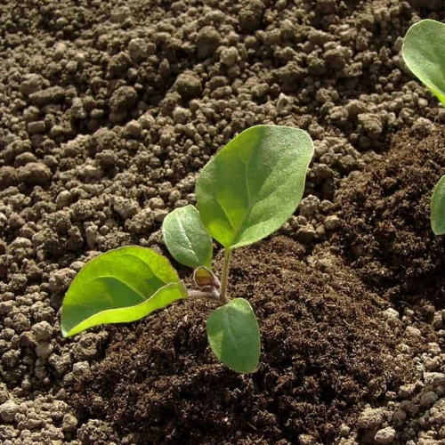 Black Brinjal Long Seedling (پنیری) Hybrid F1