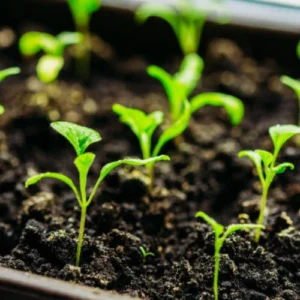 Black Brinjal Long Seedling (پنیری) Hybrid F1