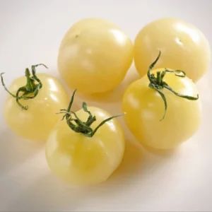 46 (2) Cherry Tomato White Seedling (پنیری) Hybrid F1