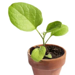 White Brinjal Round Seedling (پنیری) Hybrid F1