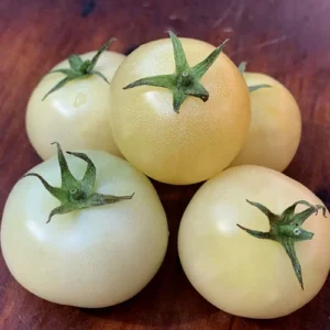 Cherry Tomato White Seedling (پنیری) Hybrid F1 Cherry Tomato White Seedling (پنیری) Hybrid F1