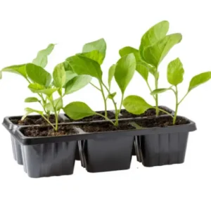 White Brinjal Round Seedling (پنیری) Hybrid F1