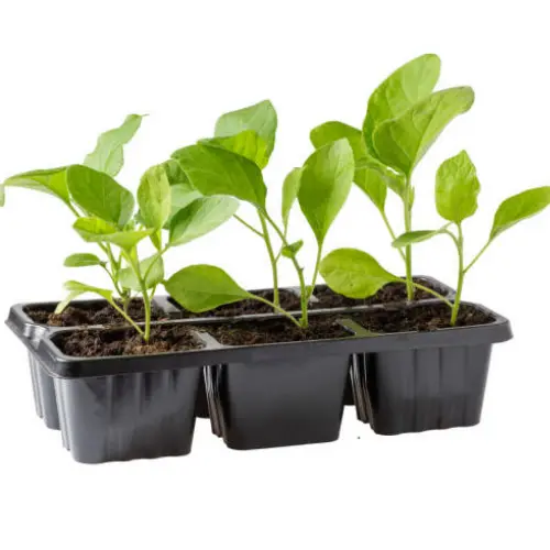 White Brinjal Round Seedling (پنیری) Hybrid F1