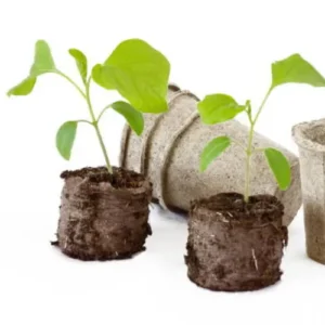 White Brinjal Long Seedling (پنیری) Hybrid F1