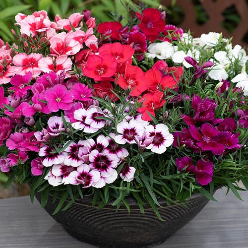 Buy dianthus seedlings Pakistan