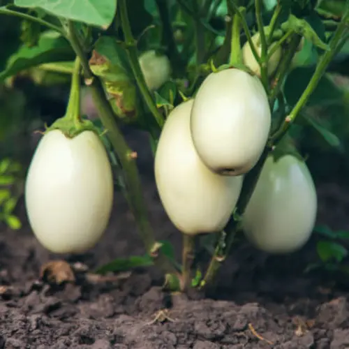 White Brinjal Round Seedling (پنیری) Hybrid F1