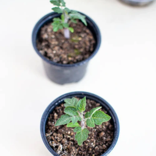 Cherry Tomato White Seedling (پنیری) Hybrid F1