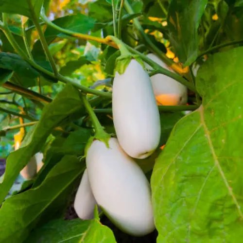 White Brinjal Long Seedling (پنیری) Hybrid F1