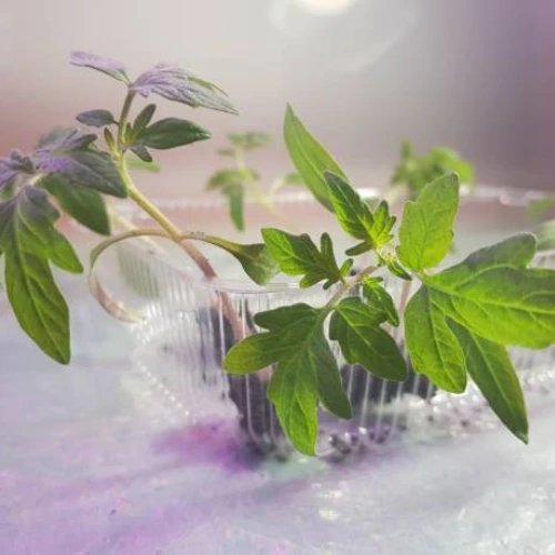 Cherry Tomato purple Seedling (پنیری) Hybrid F1 Cherry Tomato purple Seedling (پنیری) Hybrid F1