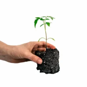 51 (8) Red Big Tomato Seedling (پنیری) Hybrid F1