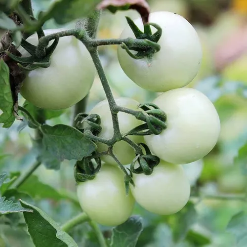 Cherry Tomato white Seedling (پنیری) Hybrid F1