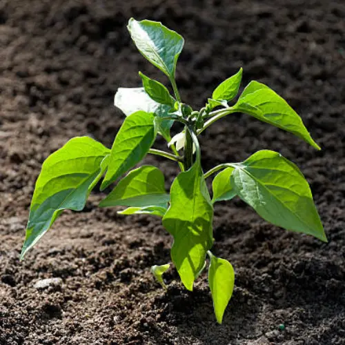 52 (6) Jalapeno Seedling (پنیری) Hybrid F1