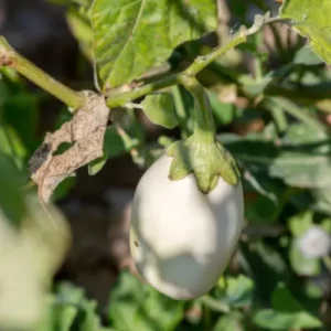 white brinjal, round baingan, hybrid F1 brinjal, vegetable seedlings, kitchen gardening, eggplant plants