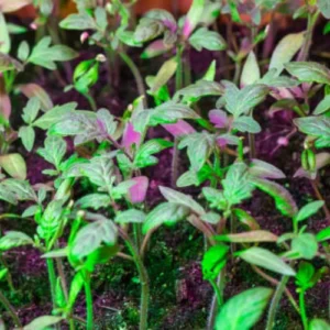 Cherry Tomato Golden Seedling (پنیری) Hybrid F1