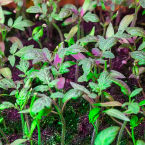 Cherry Tomato Golden Seedling (پنیری) Hybrid F1