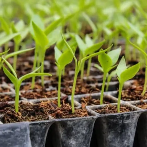 Healthy jalapeño seedlings ready for transplanting in home gardens