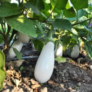 Young white long brinjal plant ready for transplanting
