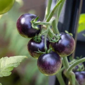 53 (6) Cherry Tomato Purple Seedling (پنیری) Hybrid F1