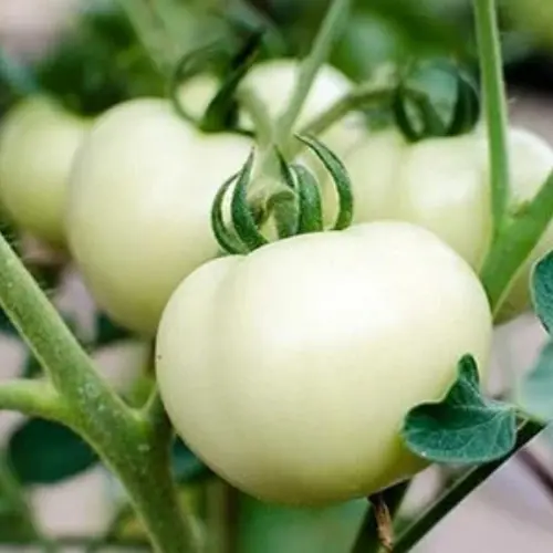 54 (4) Cherry Tomato White Seedling (پنیری) Hybrid F1
