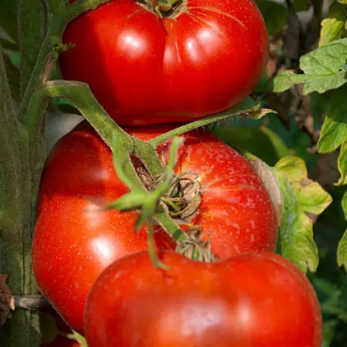 54 (5) Red Big Tomato Seedling (پنیری) Hybrid F1