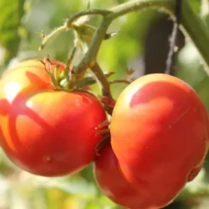 Red Big Tomato Seedling (پنیری) Hybrid F1 Red Big Tomato Seedling (پنیری) Hybrid F1