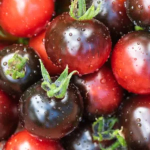 Cherry Tomato indigo Seedling (پنیری) Hybrid F1 Cherry Tomato indigo Seedling (پنیری) Hybrid F1