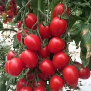 56 (4) Bayer Tomato Cluster Super Seedling (پنیری) Hybrid F1