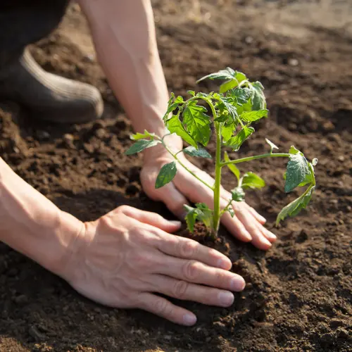 Tomato Super Rain Seedling (پنیری) Hybrid F1
