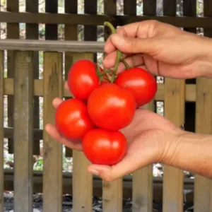 57 (3) Bayer Tomato Cluster Super Seedling (پنیری) Hybrid F1