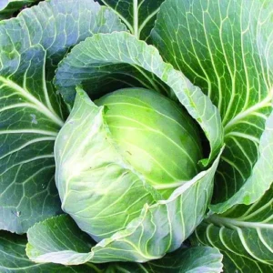 Healthy cabbage seedlings in a nursery tray.