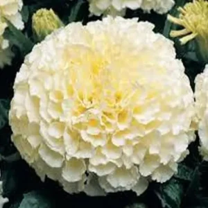 Marigold F1 Hybrid Giant Series in Garden Setting white seedling