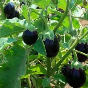 buy brinjal seedling hybrid f1 black boy