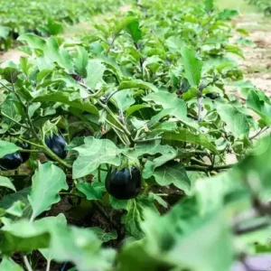 Brinjal Seedlings F1 Hybrid