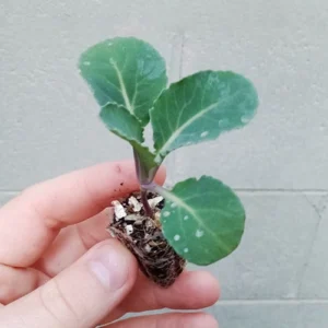 Cauliflower Seedling F1 Hybrid in growth stage.