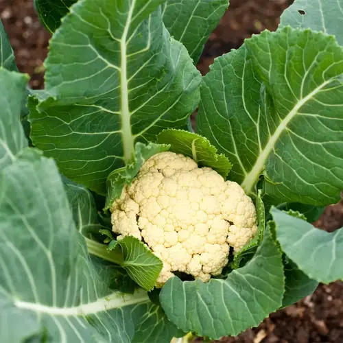 Transplanting F1 Hybrid Cauliflower Seedling in garden soil.