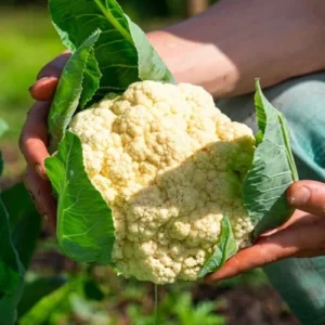 Close-up of F1 Hybrid Cauliflower Seedling ready for transplant.