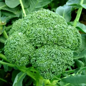 Close-up of Broccoli Seedling Hybrid F1 in nursery pot