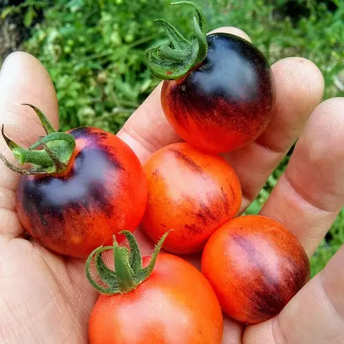 Cherry Tomato indigo Seedling (پنیری) Hybrid F1