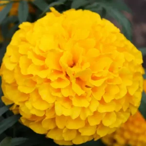 close-up of Giant Marigold Flower in Full Bloom