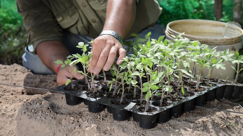 buy vegetable seedlings in pakistan